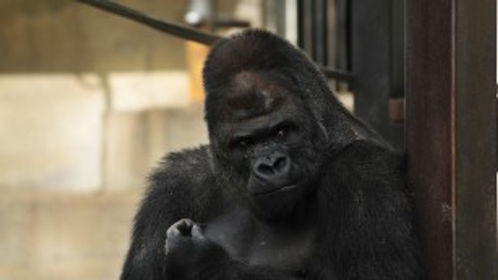 150626144446-japan-gorilla-shabani-7-medium-plus-169