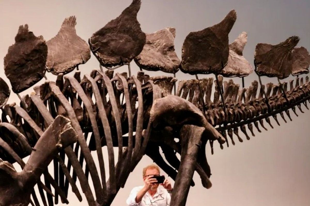 Dinosaur skeleton breaks auction record with $44.6 million sale in New York