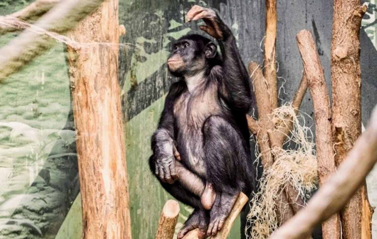 Bad boys: Study finds aggressive bonobo males attract more mates