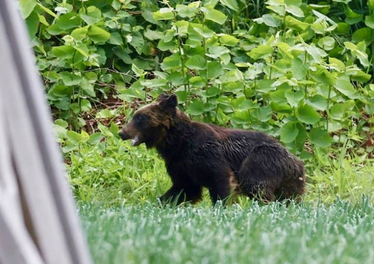 Japan cabinet approves 'emergency' urban bear shootings