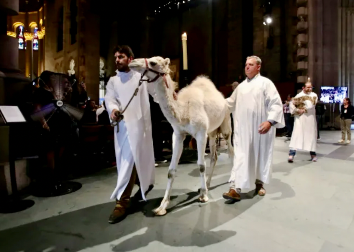 Holy camel! Parade of pets blessed at New York cathedral