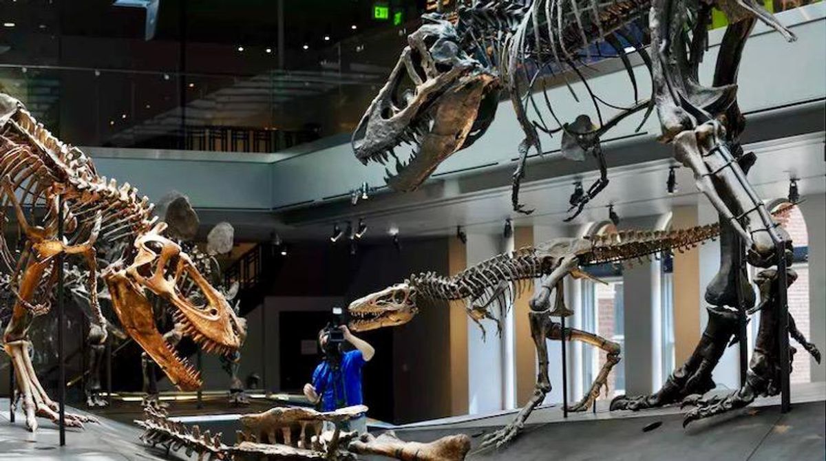 Teenage T-Rexes edged out smaller dinosaur species, says study