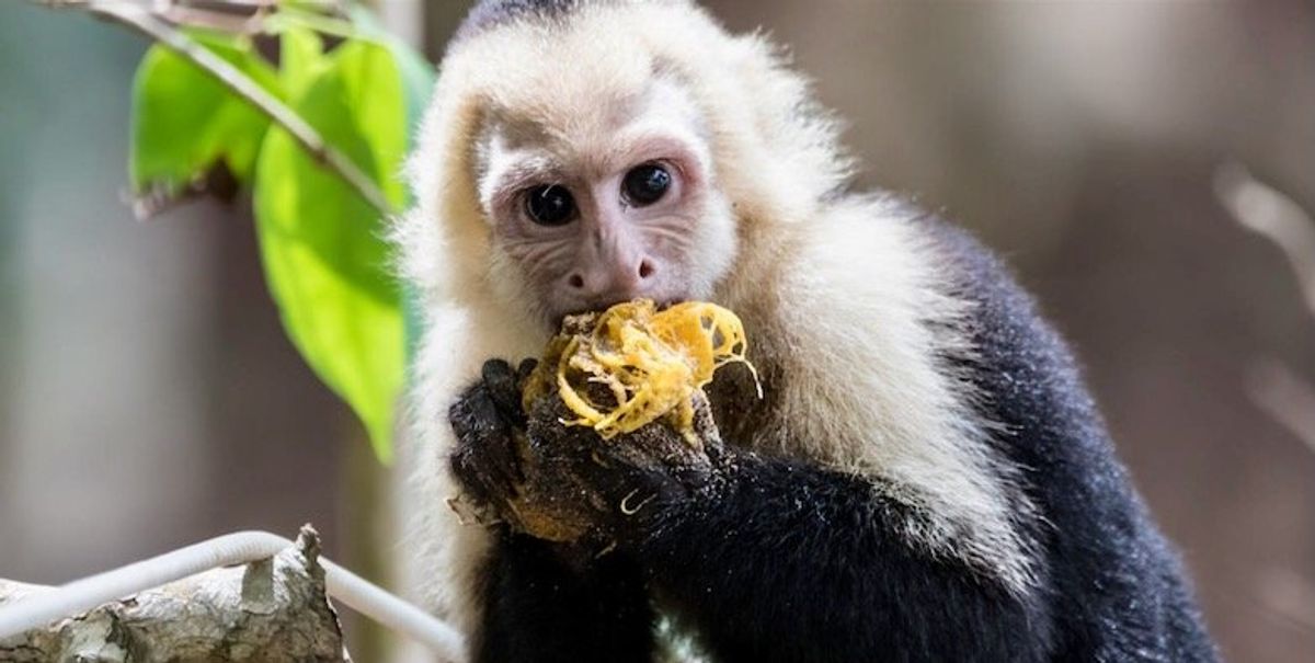 Why did primates evolve such big brains?