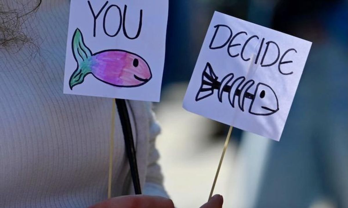 'I was counting dead trees': Scientists join climate crisis fight