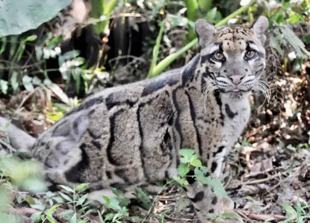 Nova's day out: Dallas zoo locates missing clouded leopard near enclosure