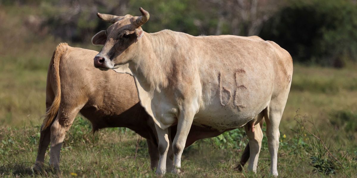 Trump DOJ to probe soaring beef prices — as his own policies worsen crisis