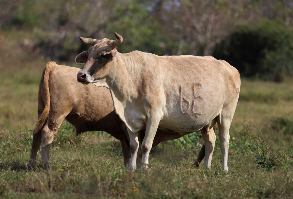 Raw milk outbreak has spread across most of red state — and isn't over yet