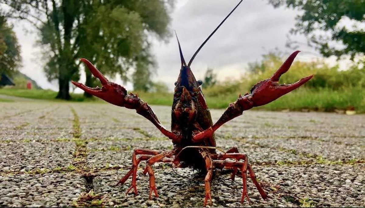 Crayfish take more risks while on antidepressants, study shows