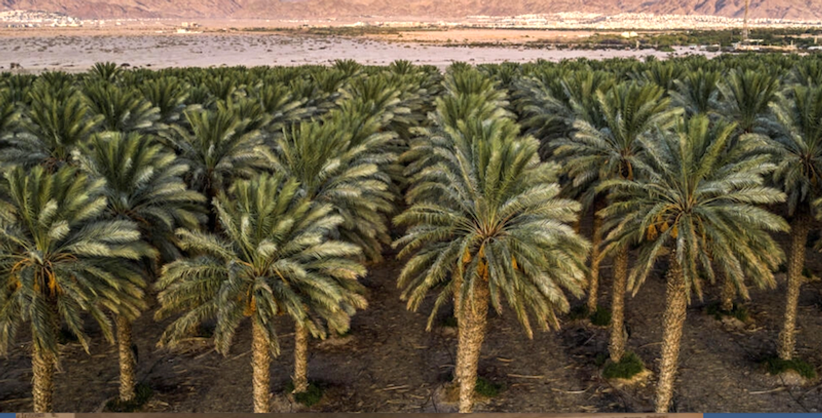 Israel's pioneering use of water 'to the last drop'