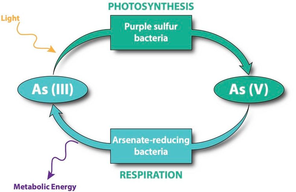 A diagram showing how arsenic can function in place of oxygen in photosynthesis and respiration.
