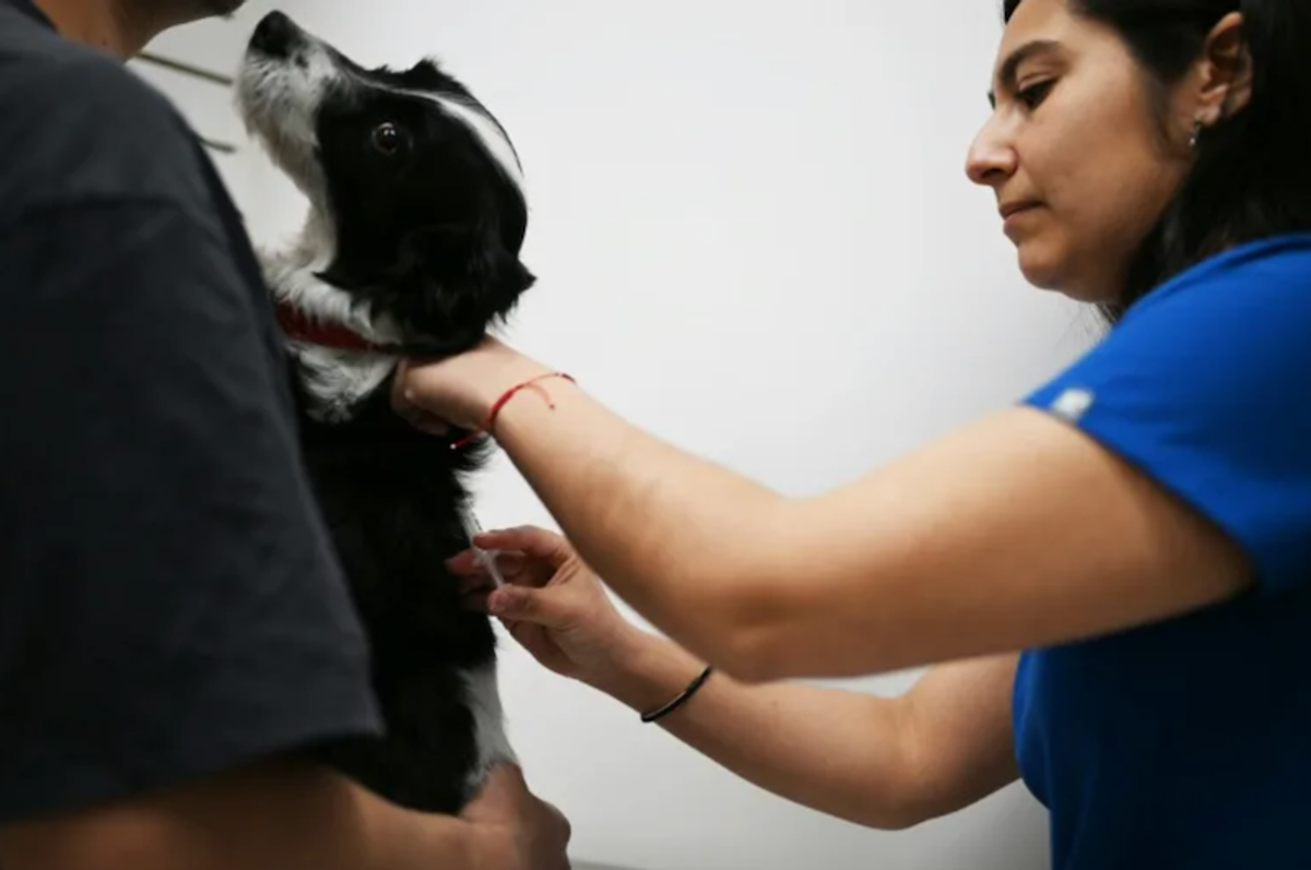 Chile launches vaccine that neuters dogs for a year