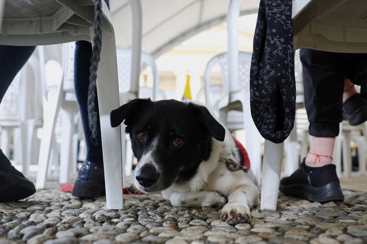 A dog