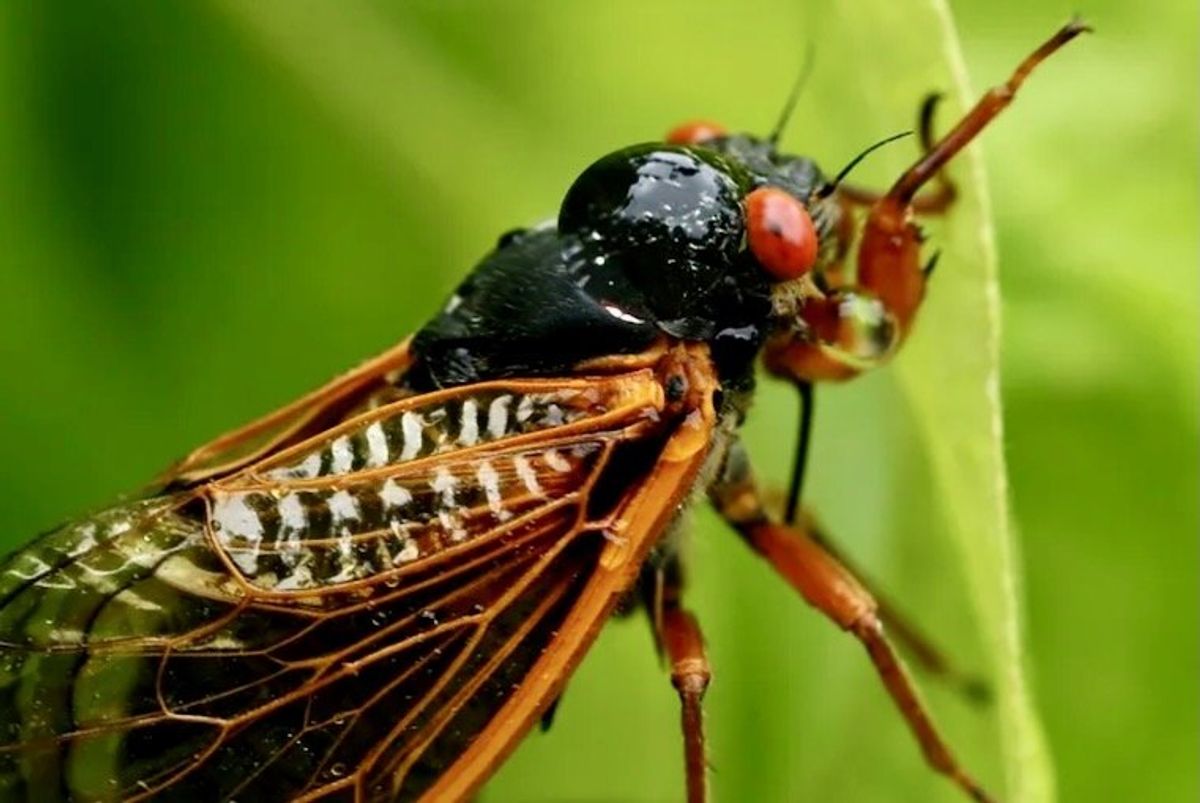 Cicada-palooza! Billions of bugs to blanket America