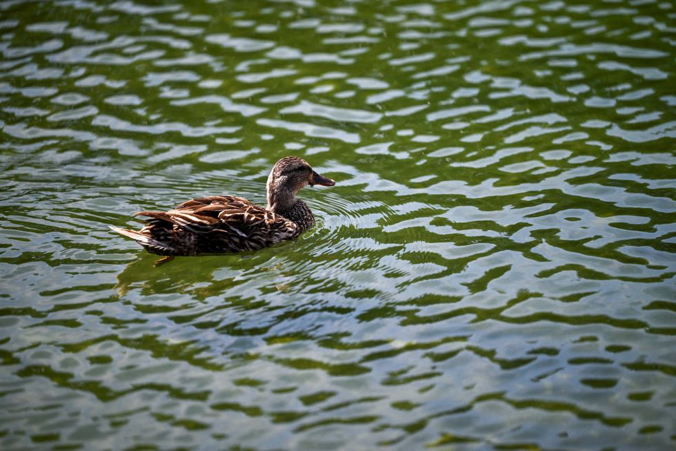 Journalist reports on harm to ducks from Reflecting Pool: 'It's worse than you think'