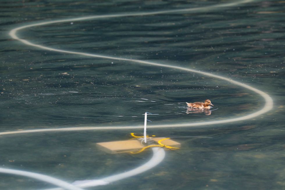 Journalist challenges Trump over his Reflecting Pool vandalism claims