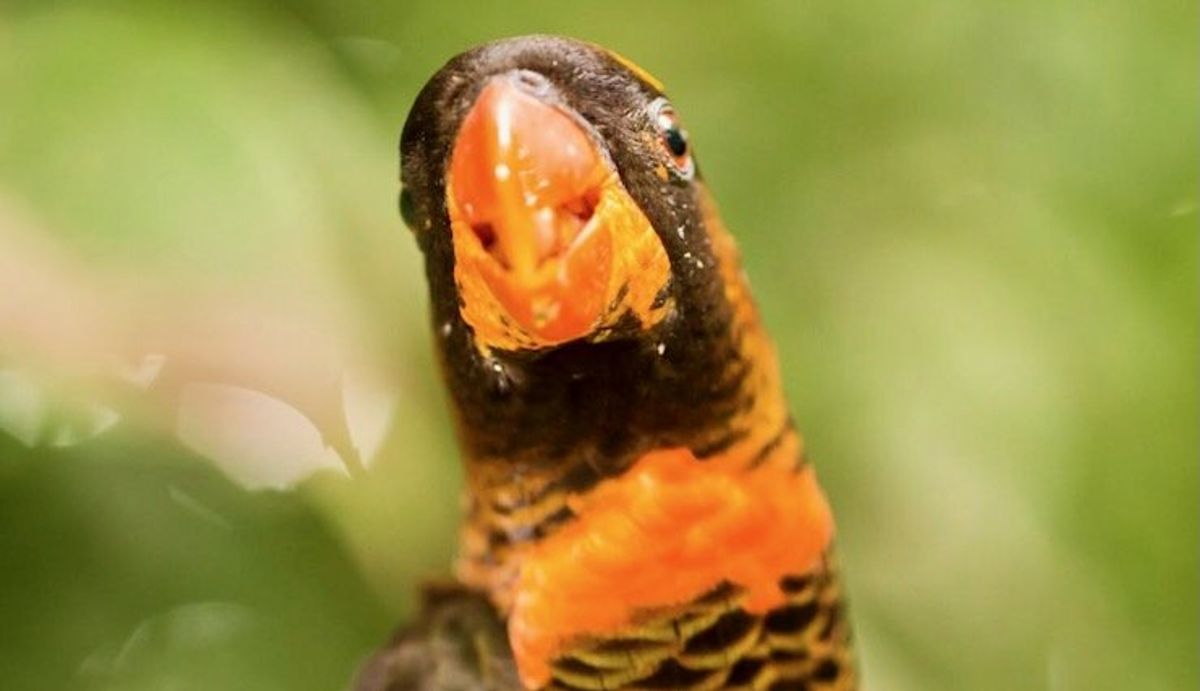 A single atom can change the color of a bird. These are the genes responsible