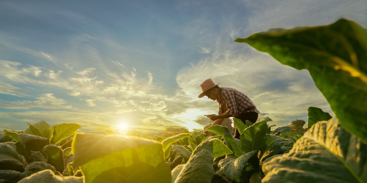 Ex-Trump aide says president 'punched farmers in the mouth' and GOP should be worried