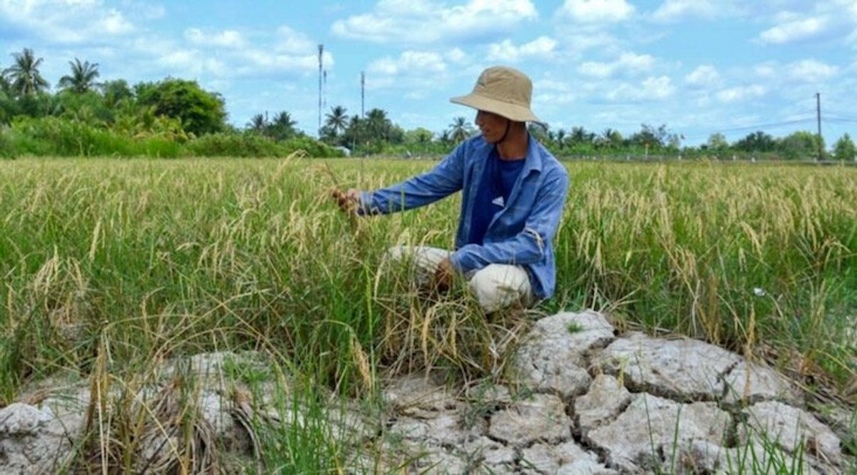 Vietnam's 'rice bowl' cracks in monster heatwave