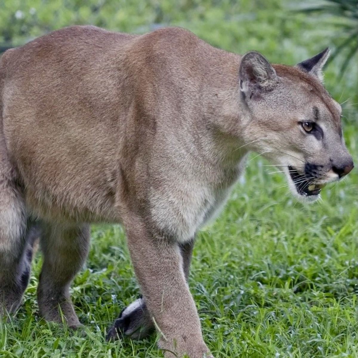 Court strikes down Florida's 'end run around the Endangered Species act'