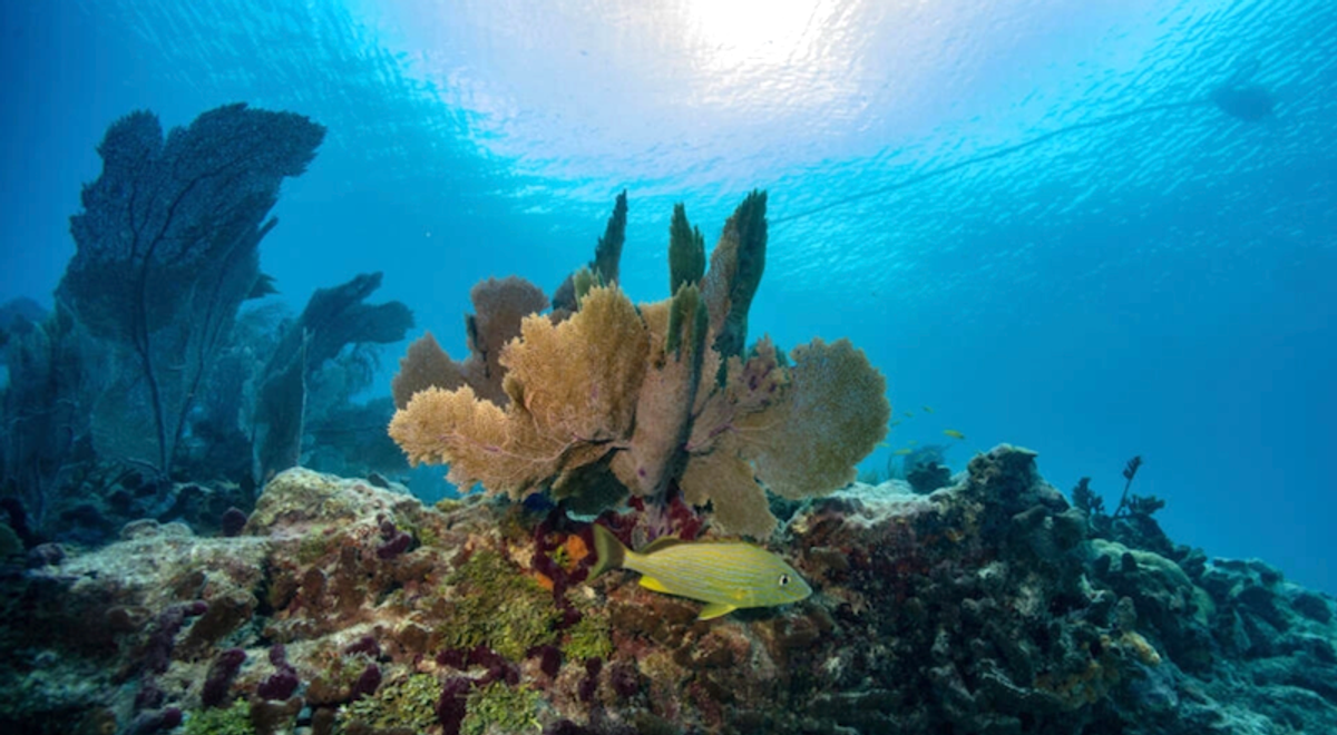 Alarm as seawater heats up off Florida Keys, imperiling reef