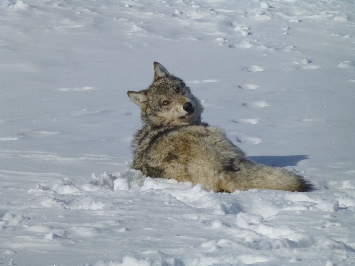 Feds investigate ‘illegal killing’ of reintroduced Colorado wolf