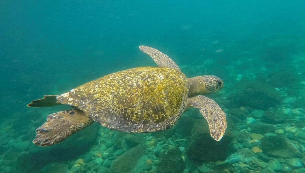 Biodiversity: Ocean 'dead zones' are proliferating