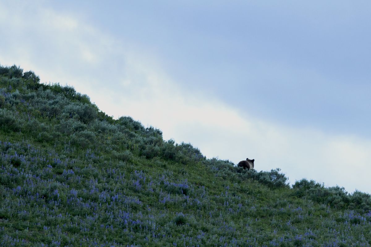 GOP plan may doom grizzlies and wolverines: 'Serious risk of extinction'