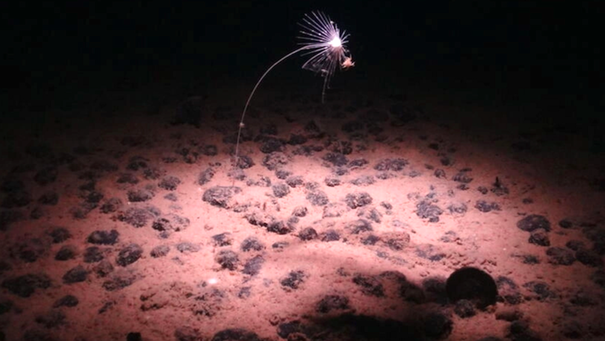 Canada's TMC to seek license next year to mine Pacific deep sea