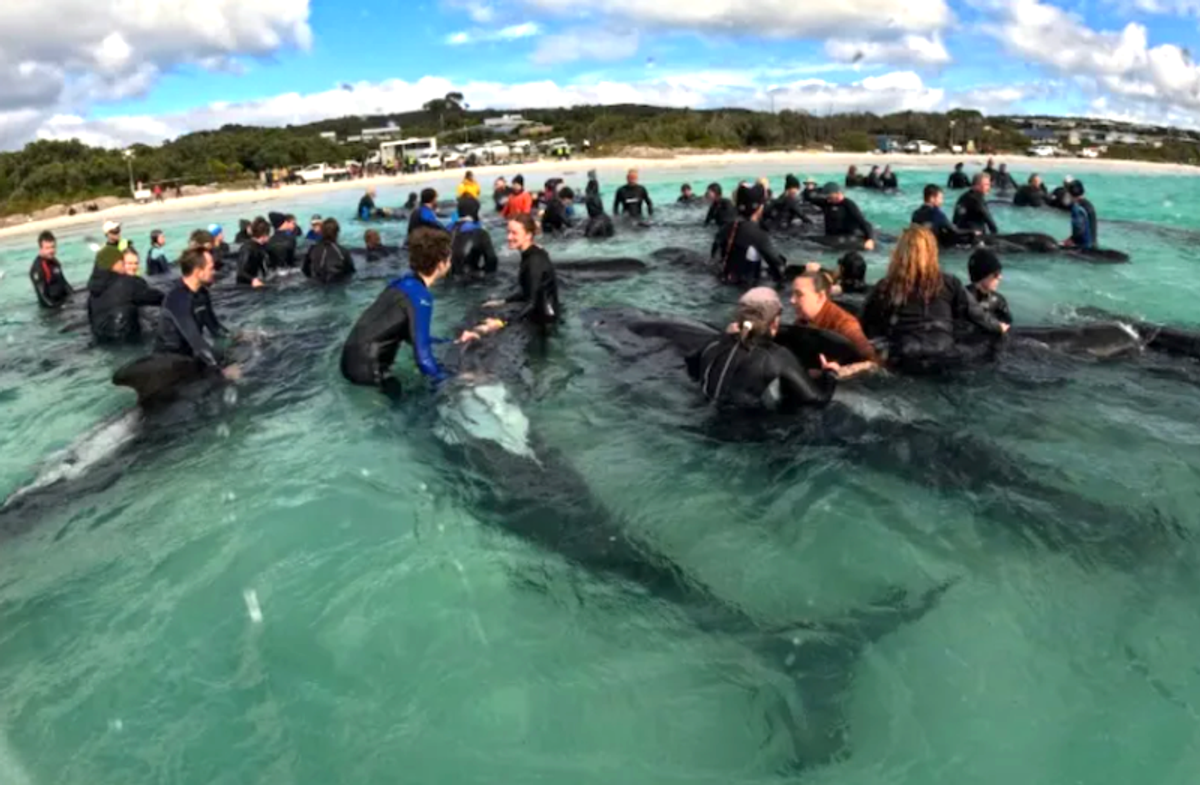 Entire pod of 97 pilot whales dies in Australia beaching