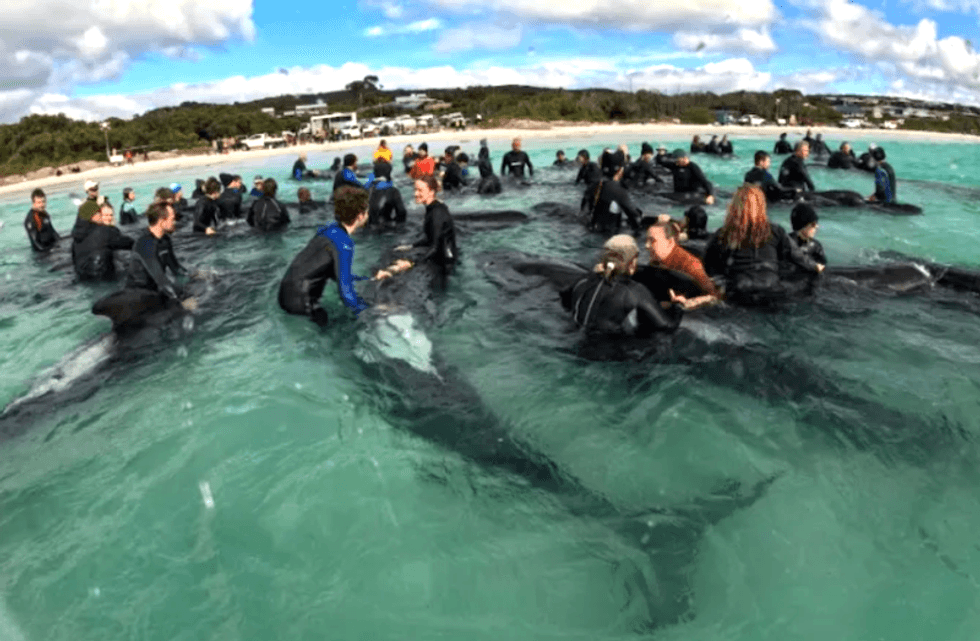 Entire pod of 97 pilot whales dies in Australia beaching