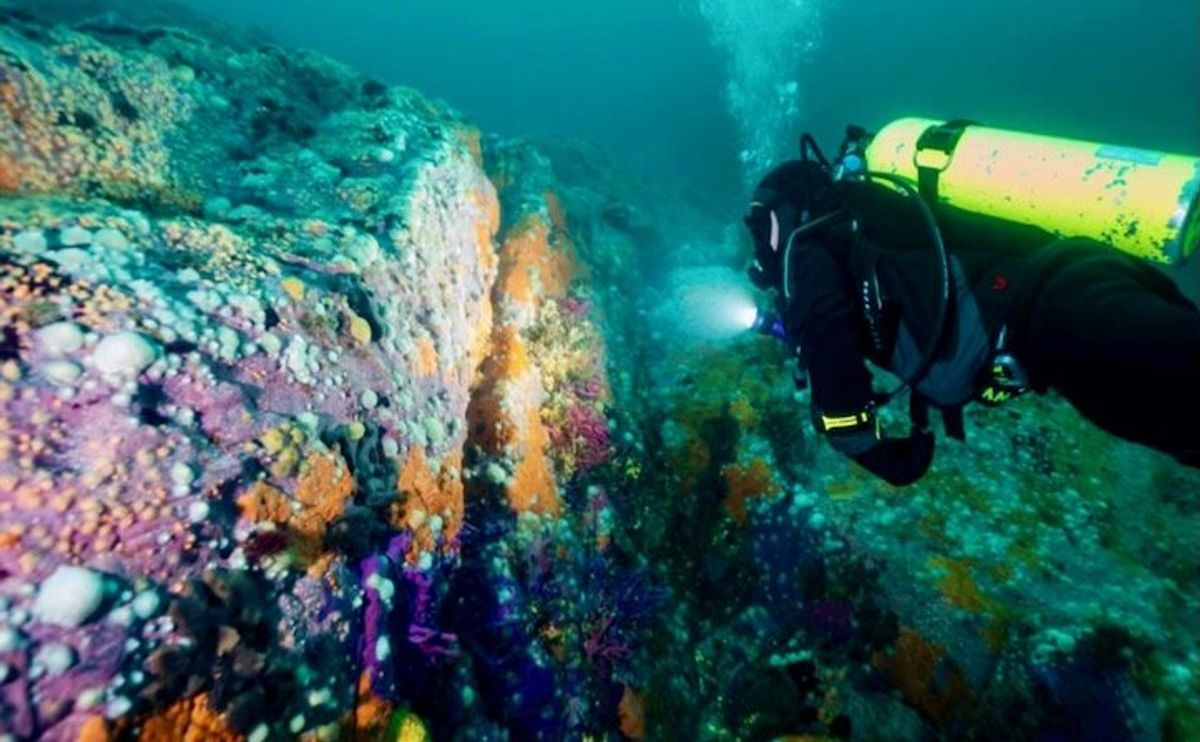 Patagonia's underwater defense against climate change