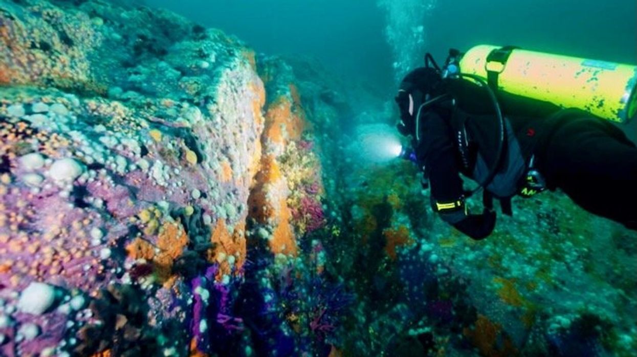 Patagonia's underwater defense against climate change