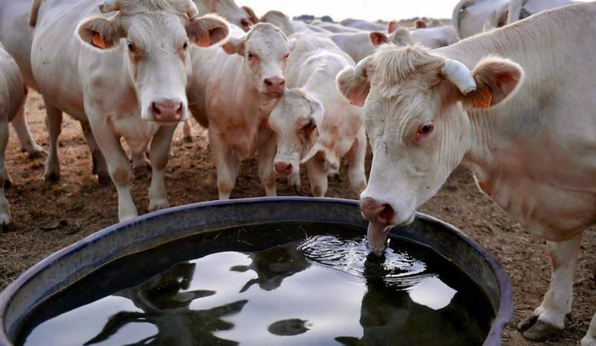Mystery mutilator is leaving cattle in Texas with tongues cut out