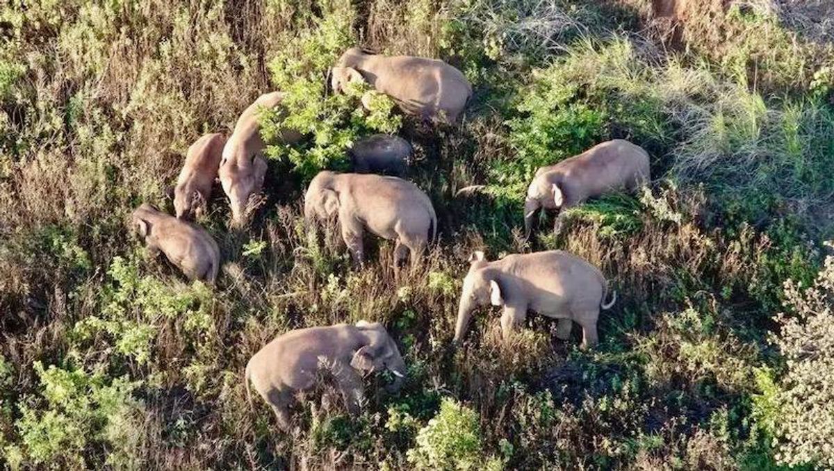 March of the elephants China's rogue herd spotlights habitat loss