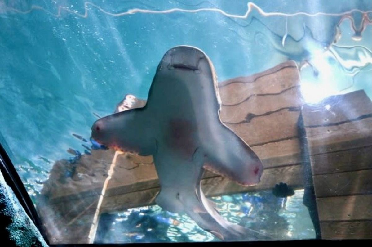 Scientists artificially inseminate leopard sharks to boost diversity