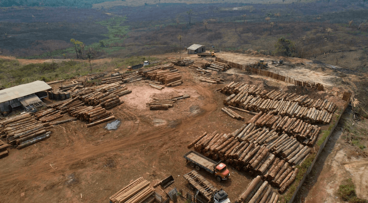 Brazil's Amazon deforestation surges to highest level in 15 years