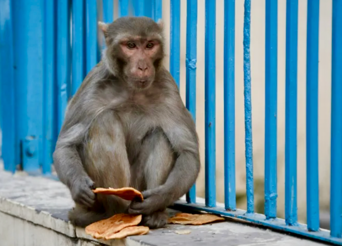 India deploys 'monkey-men' to scare away primates from G20 summit