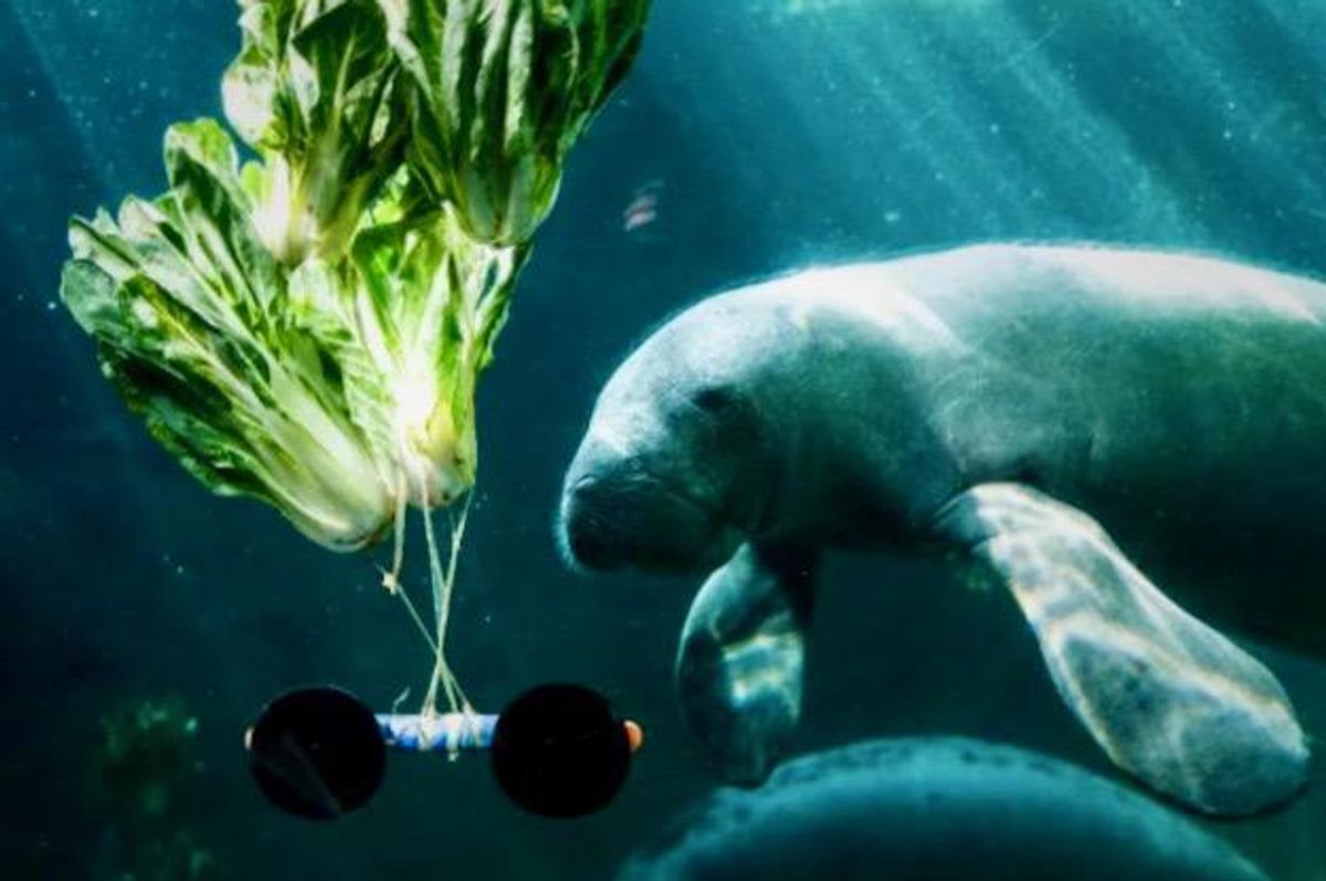 Florida investigating alarming spike in manatee deaths - Raw Story