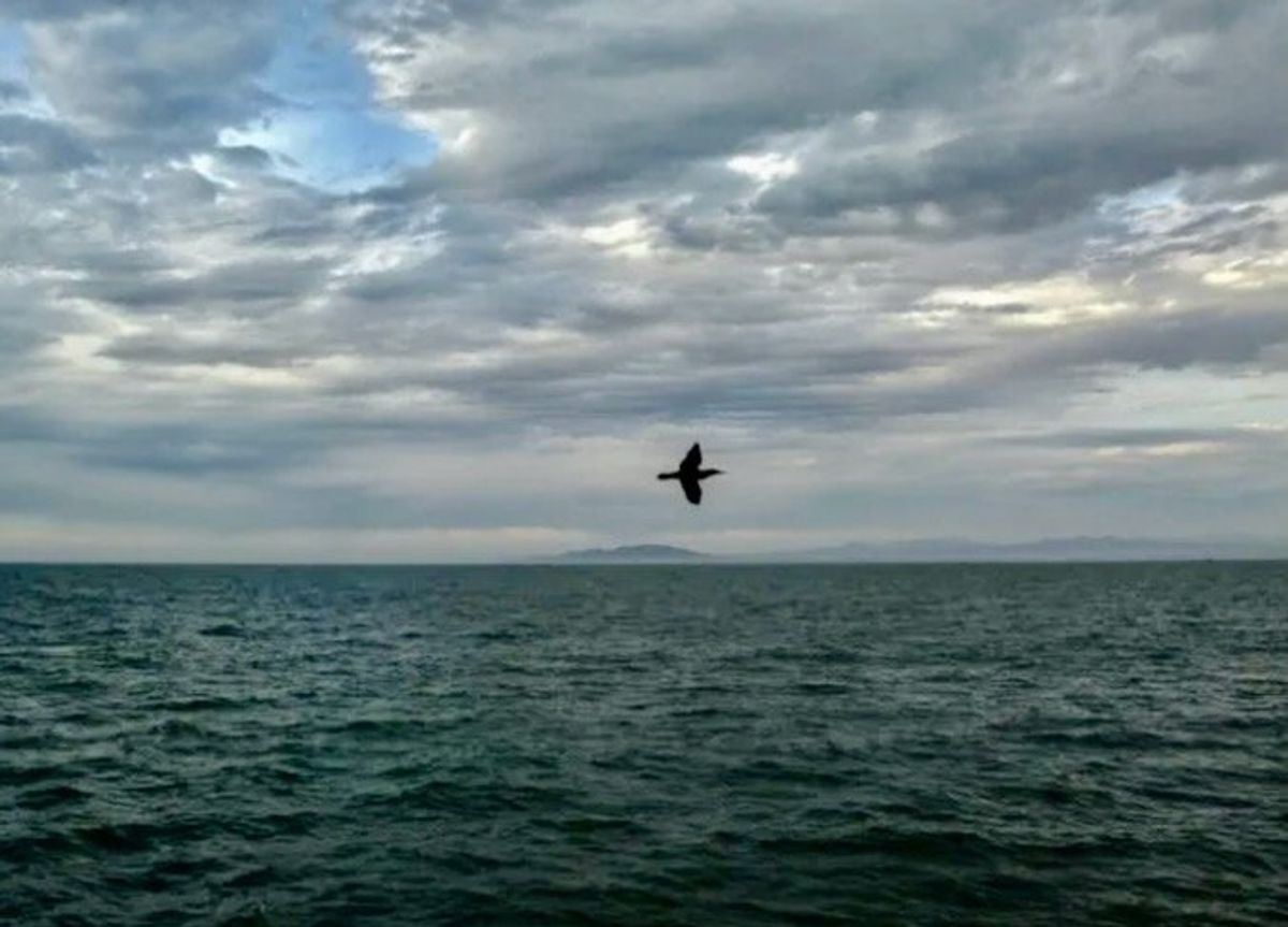 Mexico says mass bird die-off 'most probably' due to Pacific warming