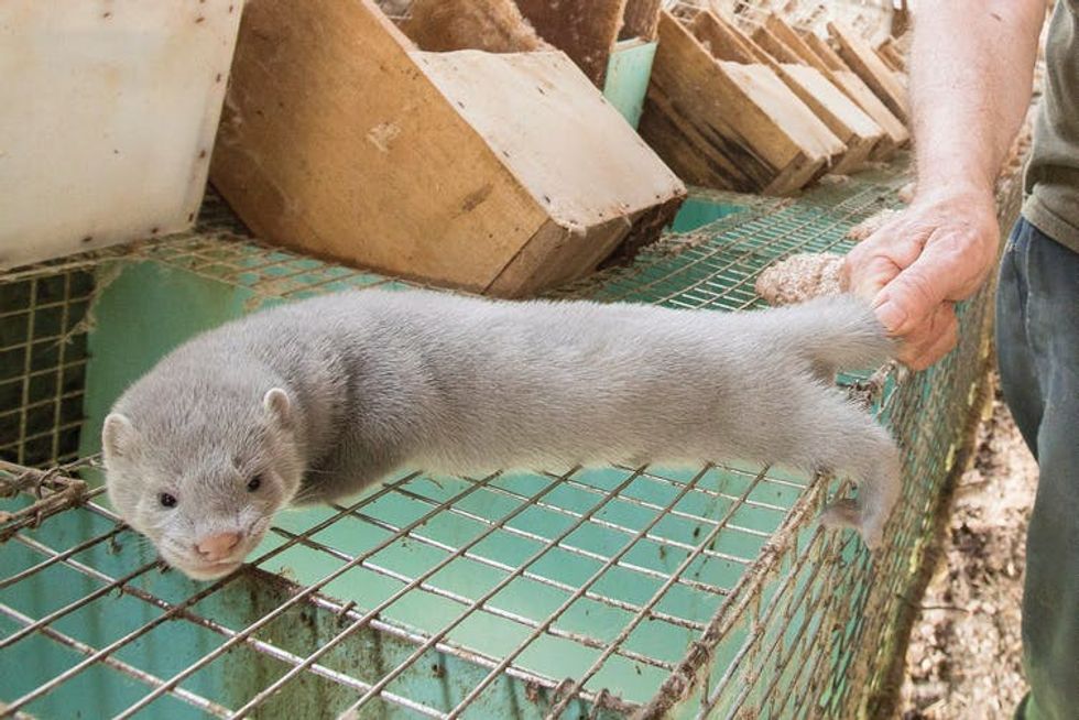 A mink with pale fur on top of a cage, indoors. A human hand is holding its tail.