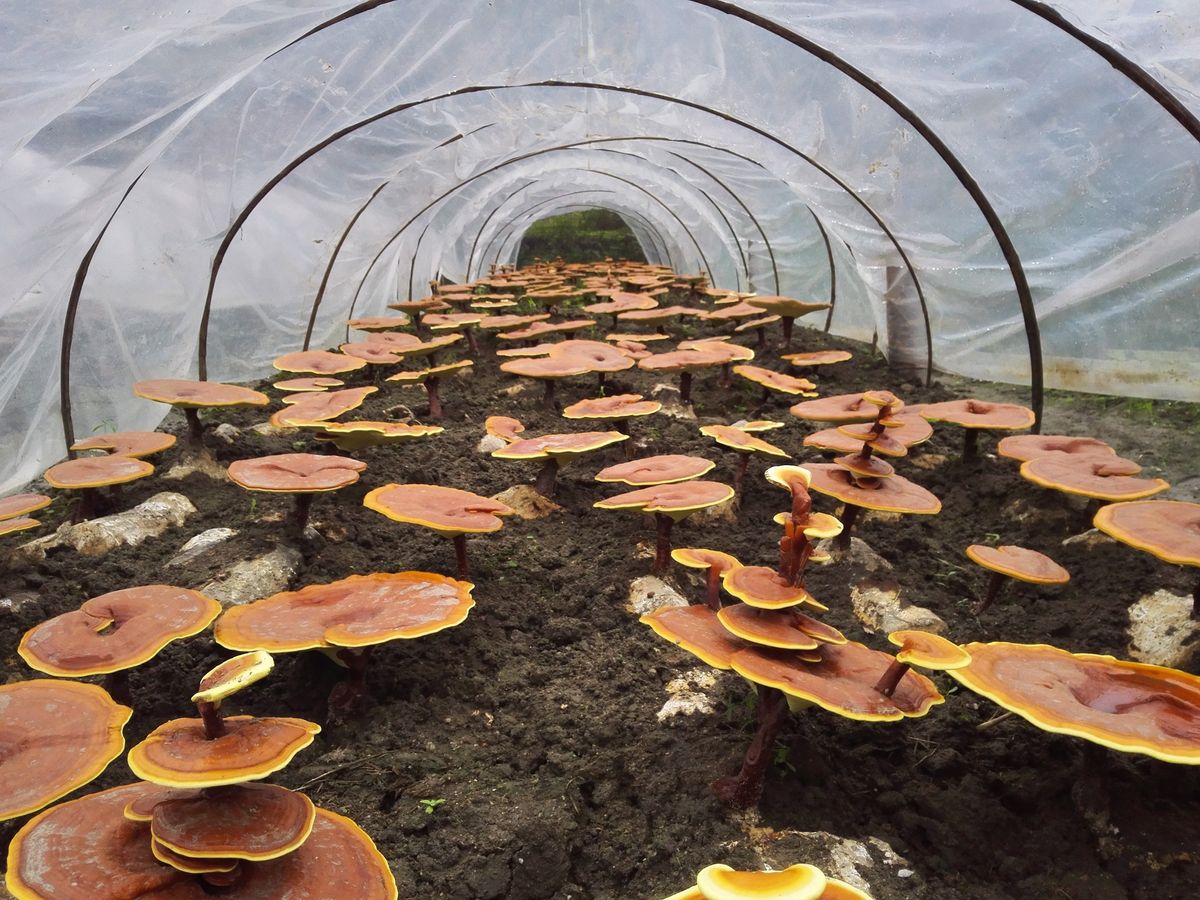 Poisoned guests rarely invited before deadly mushroom lunch, Australia trial hears