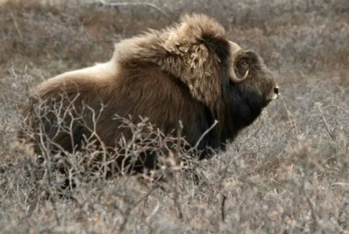 As Arctic warms, caribou and muskoxen slow biodiversity loss