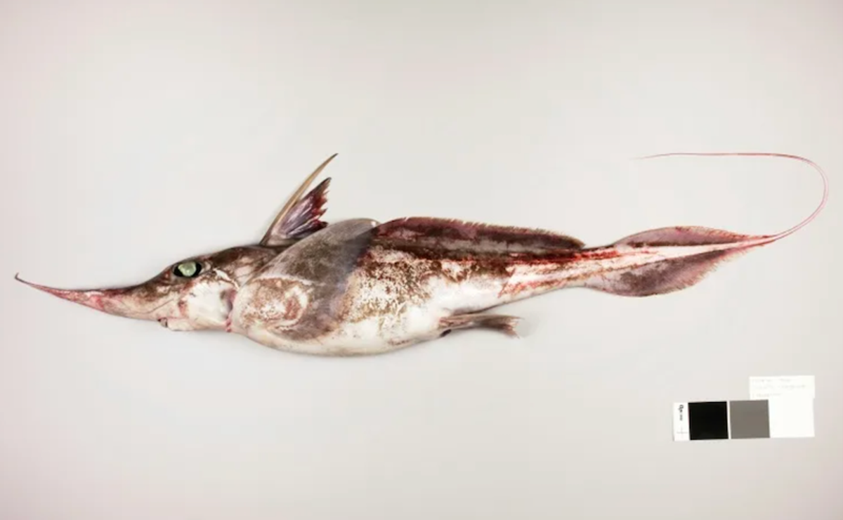 New Zealand scientists discover ghostly 'spookfish'