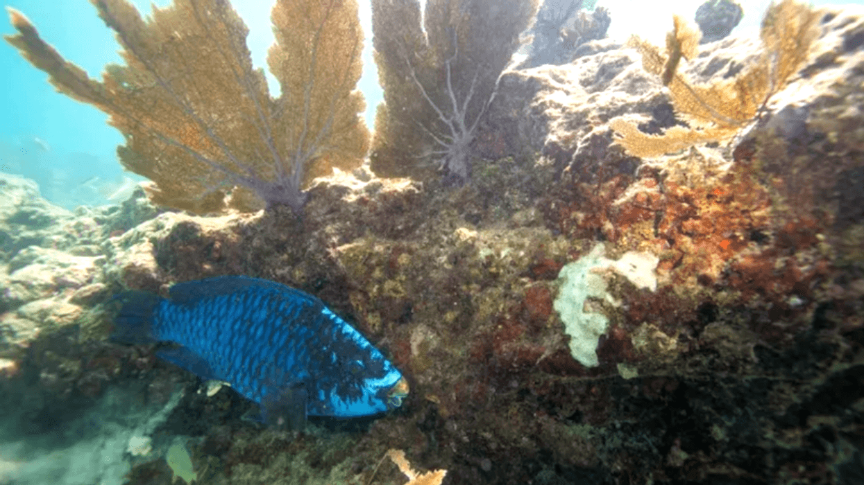 Florida ocean temperature topped 100F, setting potential record
