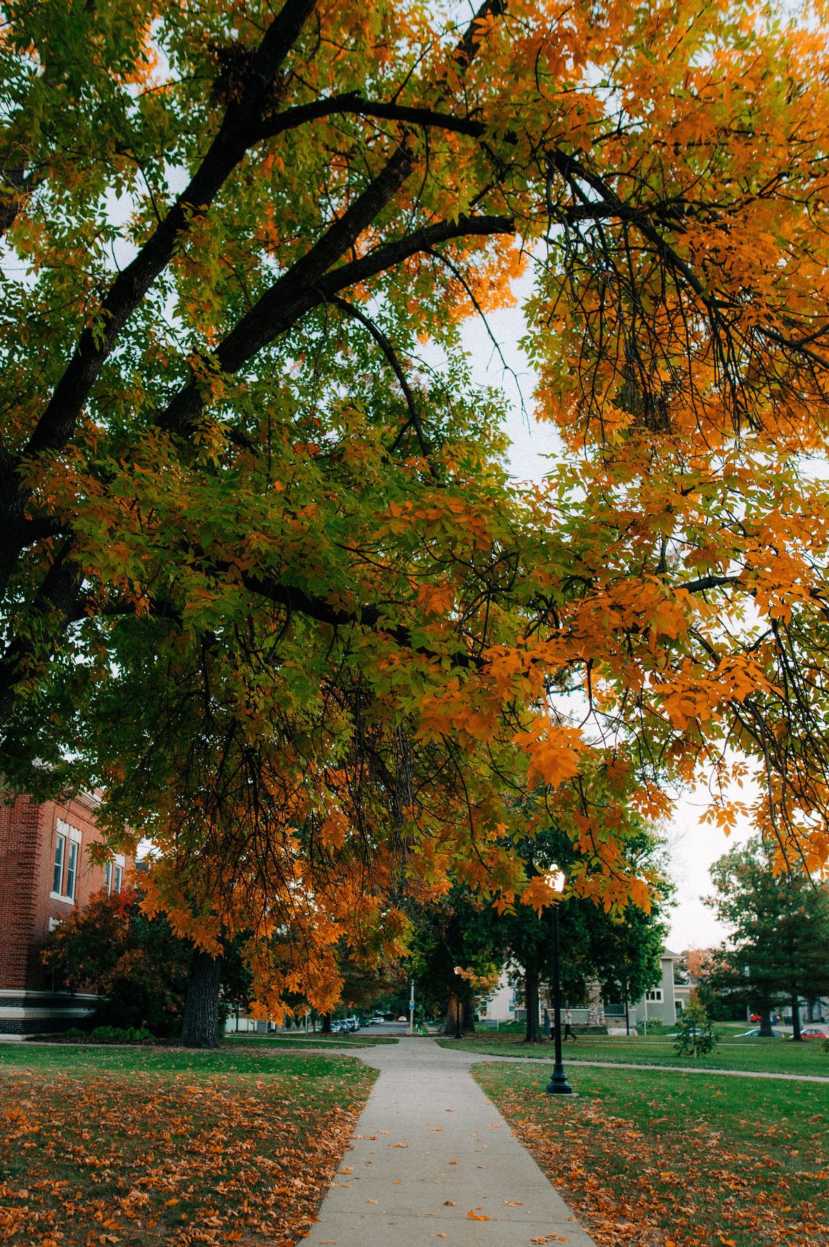 Alleged Iowa tree thief claims protection by England’s Charter of the Forest