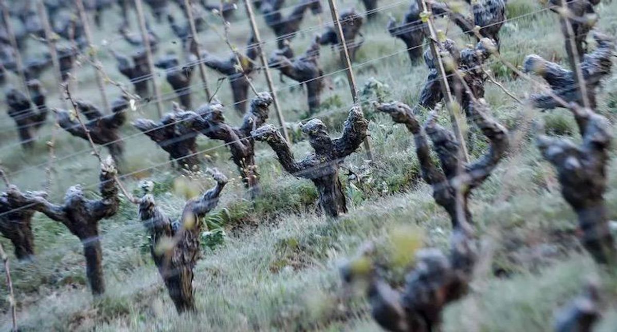 French winegrowers hit by rare frost brace for bleak harvest