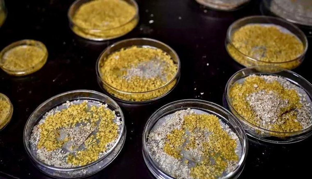 Meet the 'blobs', French astronaut Thomas Pesquet's unusual space companions