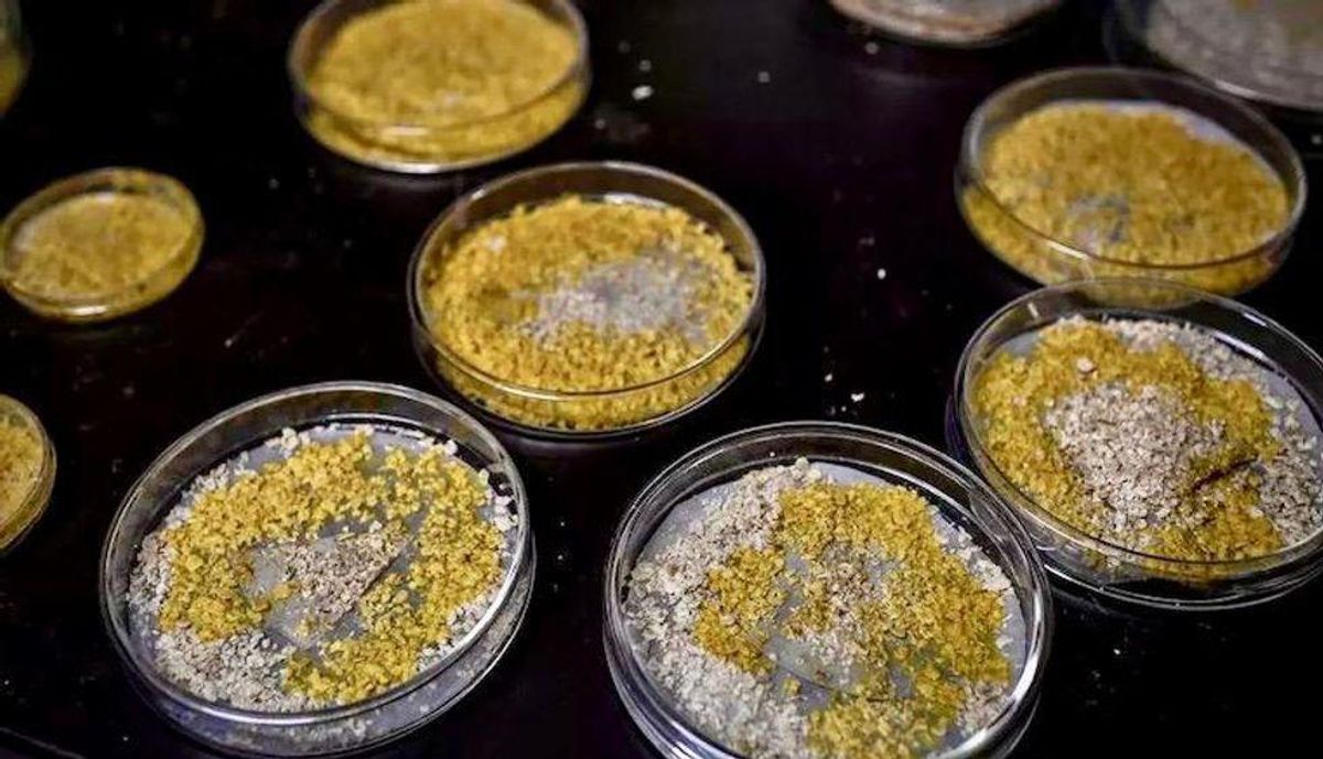 Blobs in space: Slime mould to blast off for ISS experiment