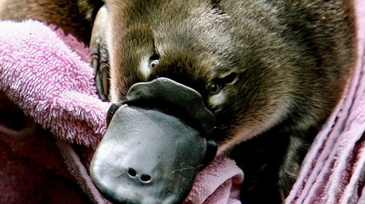 Man charged after taking platypus on train ride, shopping trip