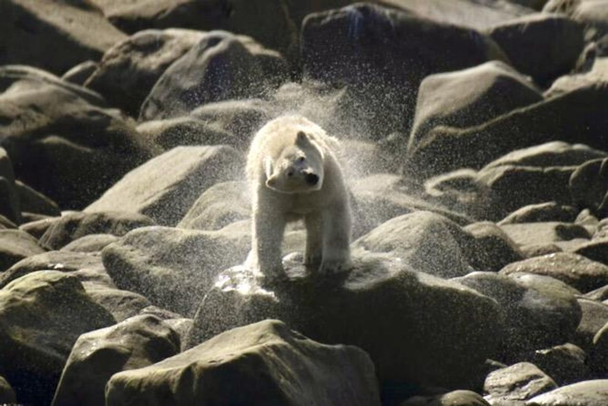 Canadian polar bears disappearing fast: study